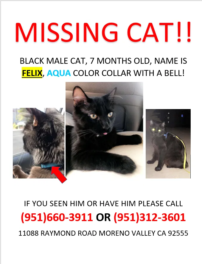 Lost cat in Moreno Valley, CA, 92555