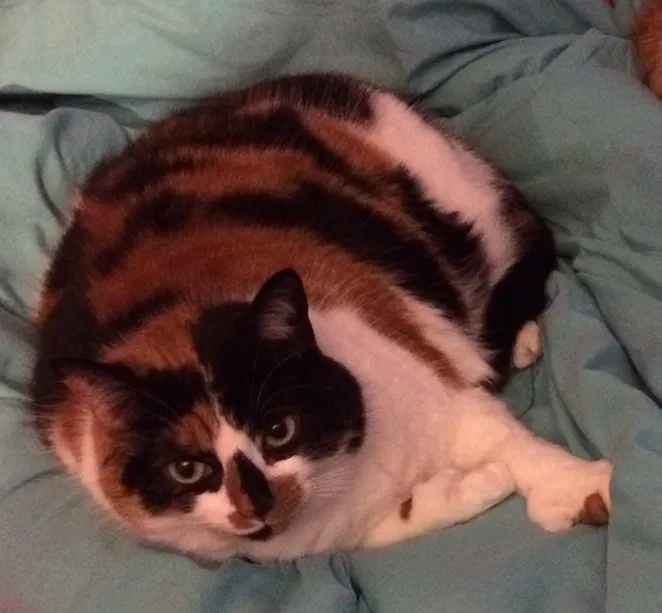 Lost cat in Hugo, MN, 55038