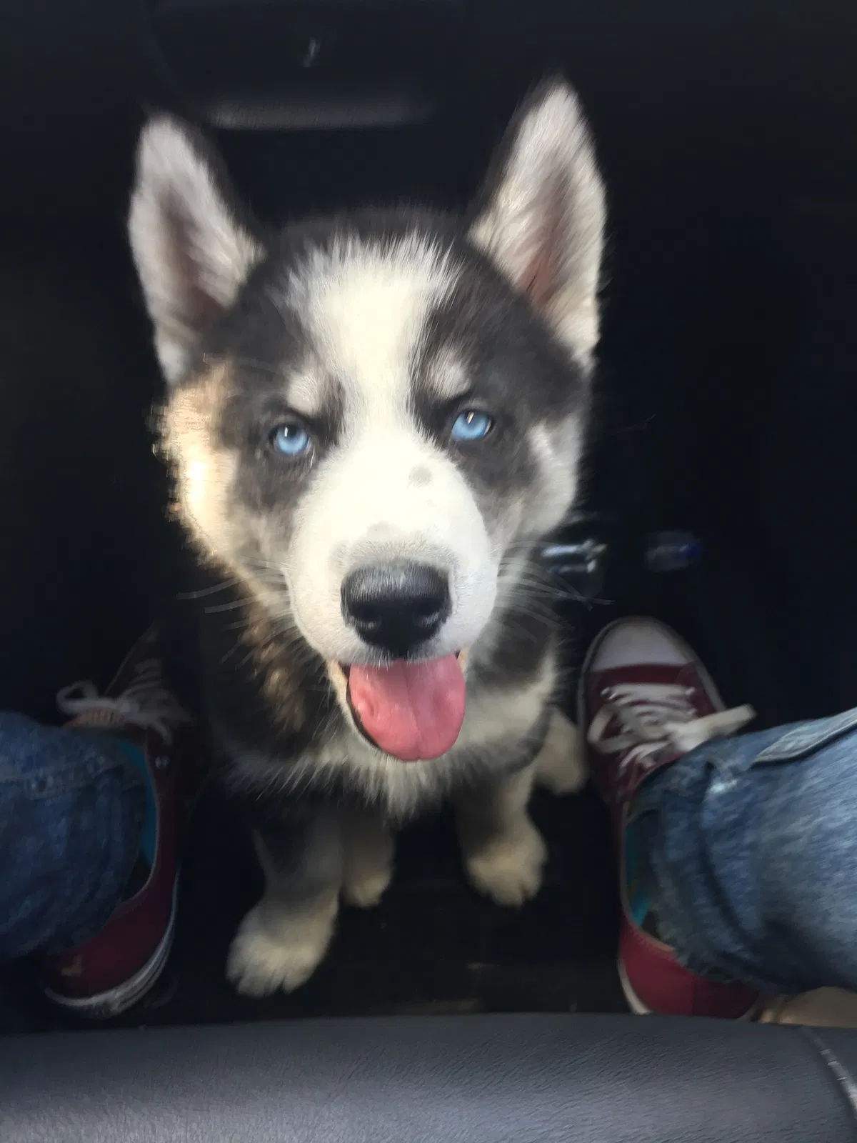 Lost dog in Clarksville, TN, 37042