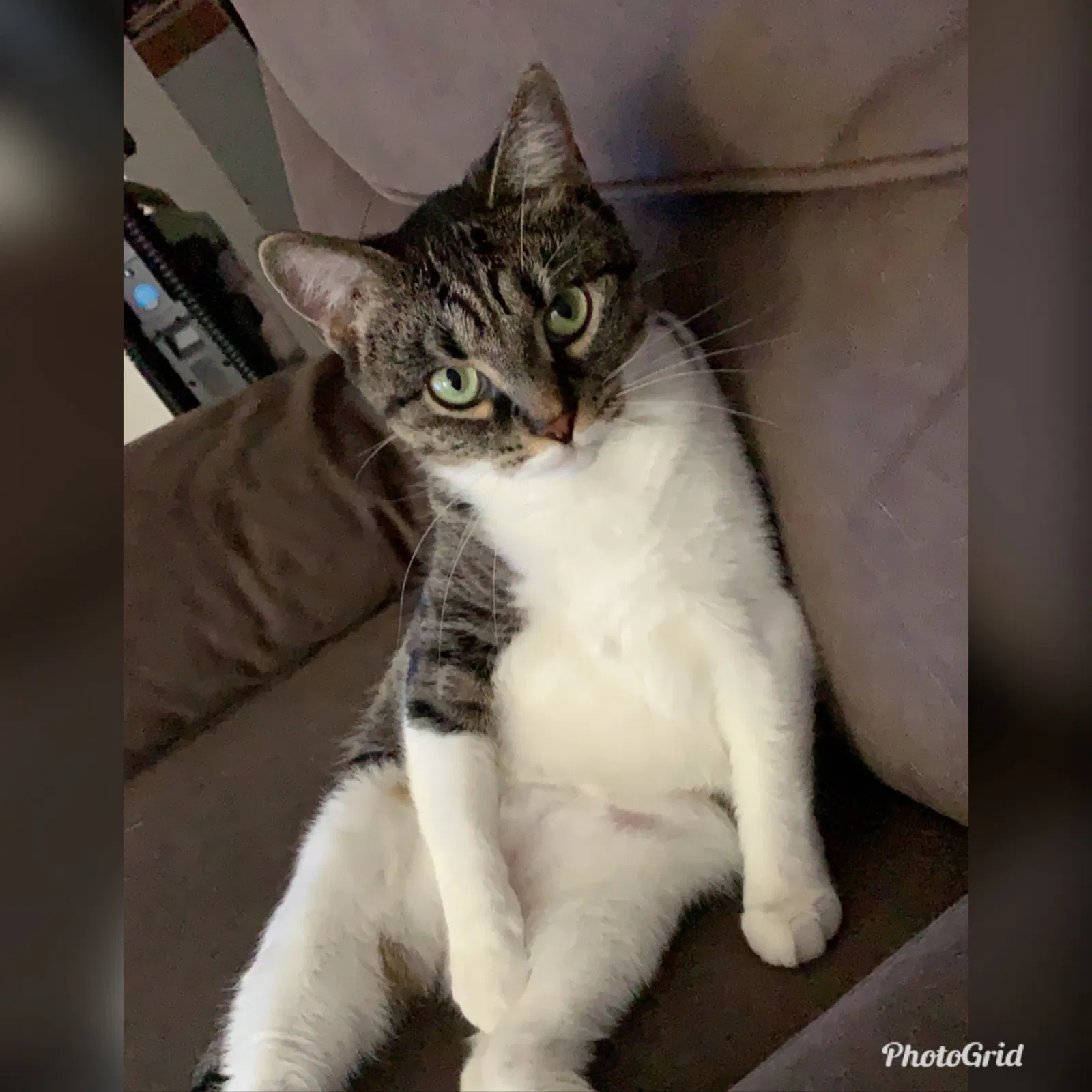 Lost cat in Atlanta, GA, 30309