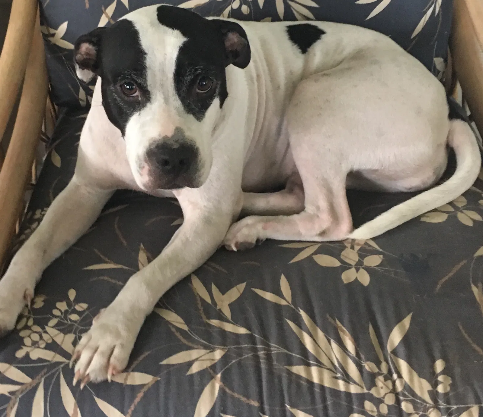 Lost dog in Mayo, FL, 32066