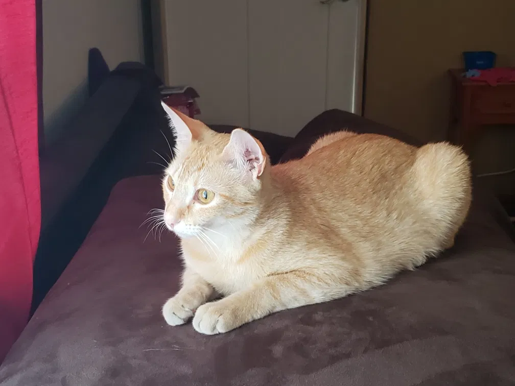 Lost cat in Pompano Beach, FL, 33064