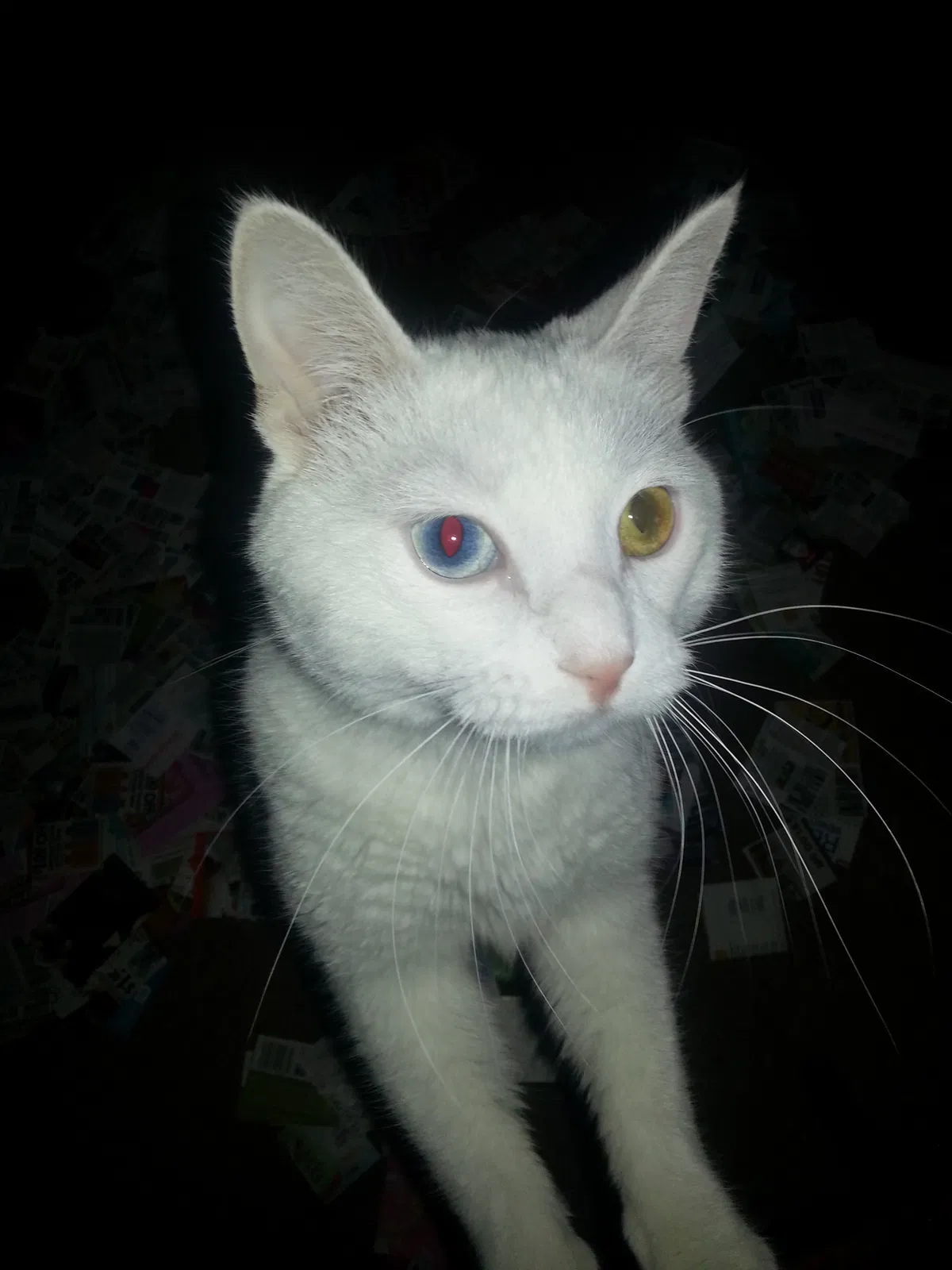 Lost cat in Urbandale, IA, 50322