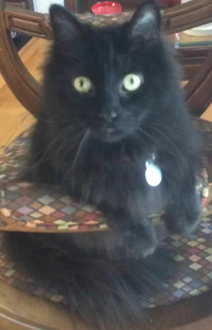 Lost cat in Atlanta, GA, 30319