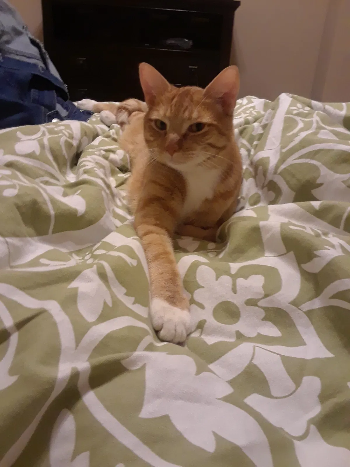Lost cat in Katy, TX, 77494