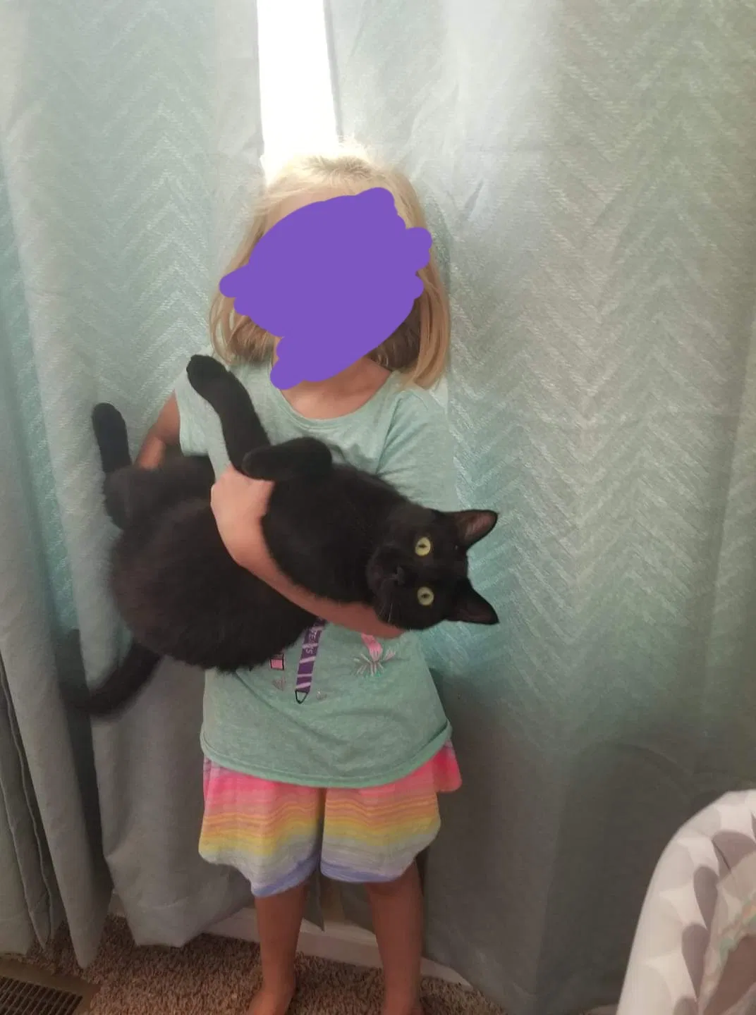 Lost cat in Greenfield, IN, 46140