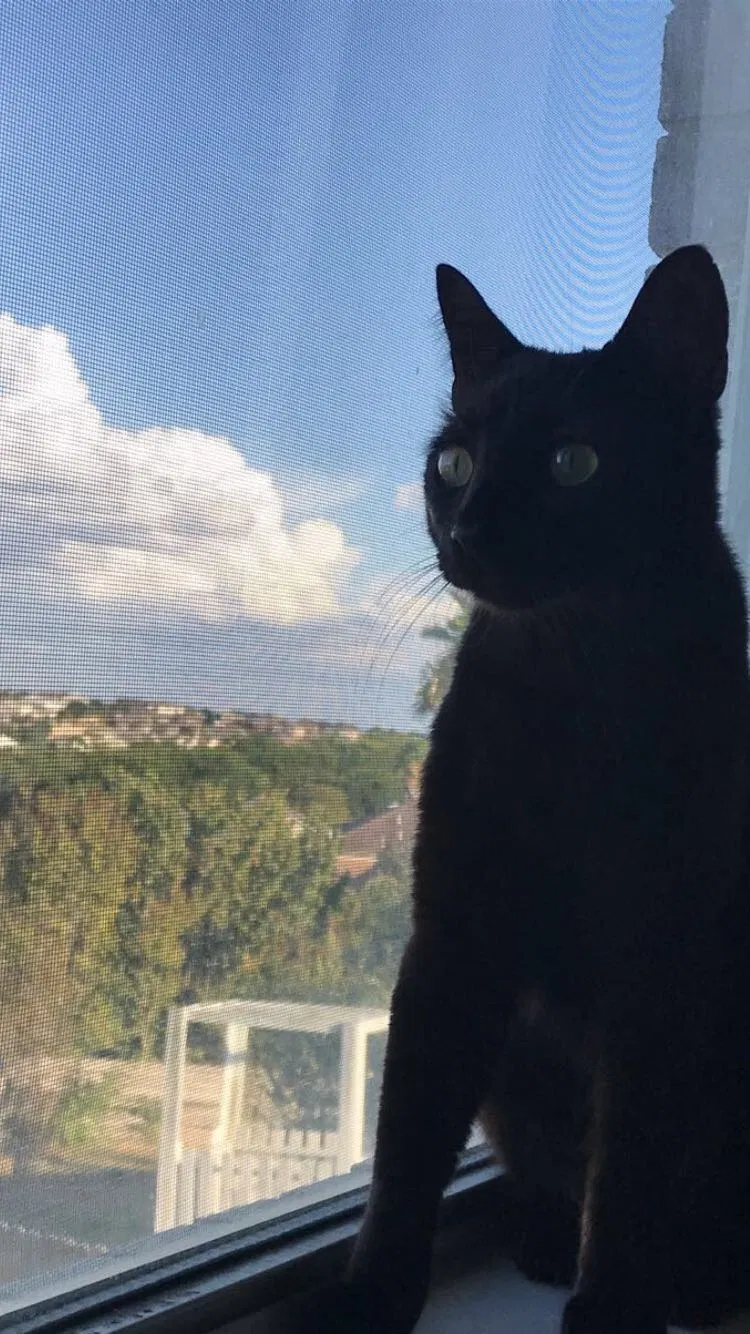 Lost cat in San Antonio, TX, 78233