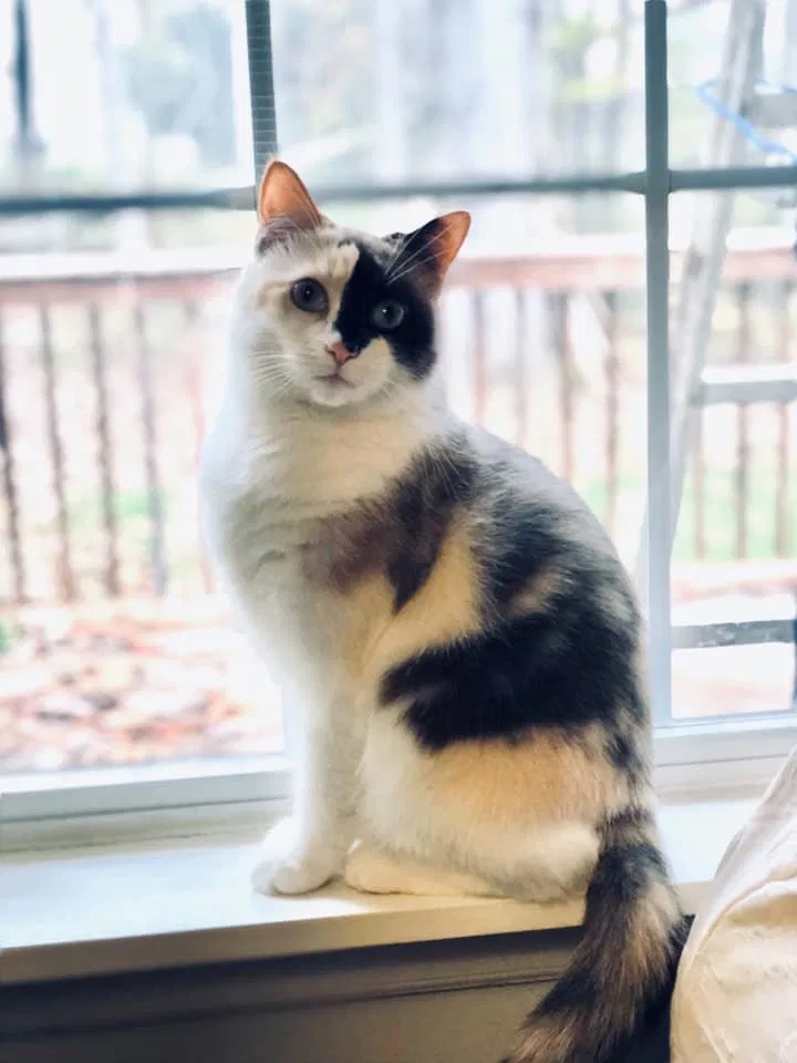Lost cat in Asheboro, NC, 27205