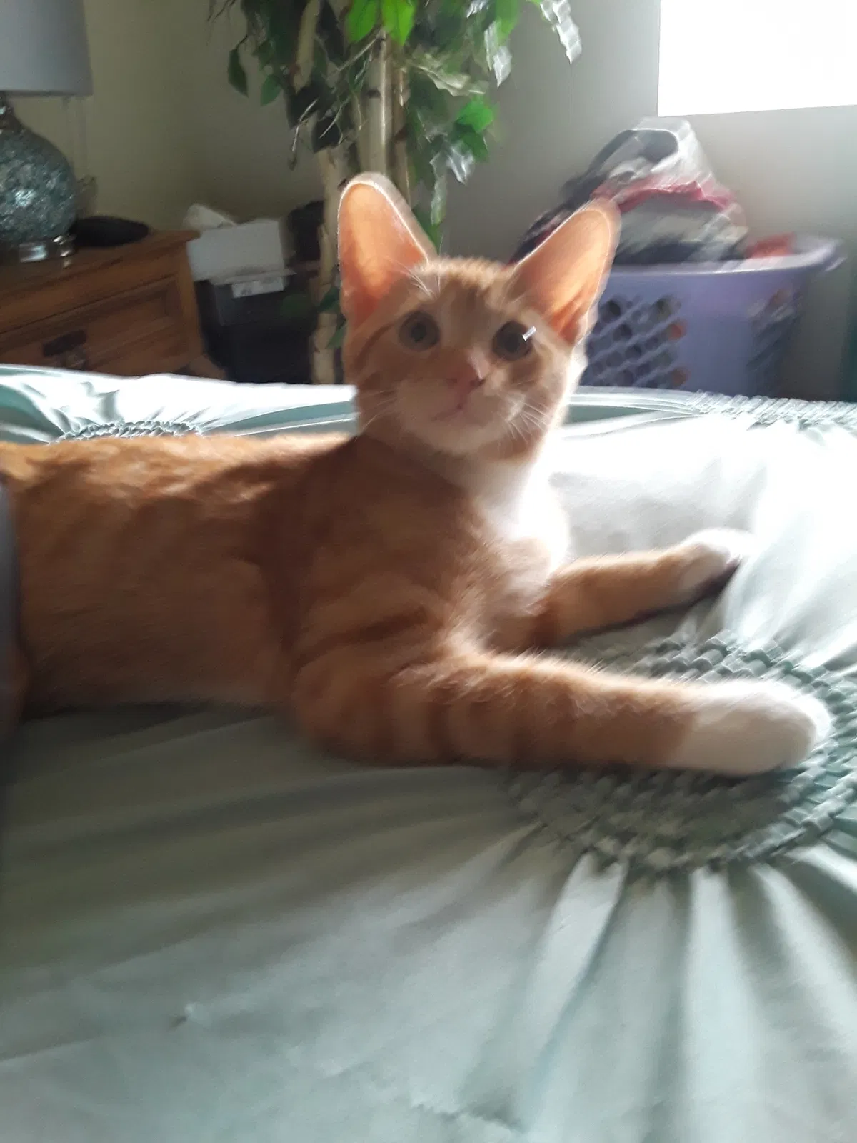 Lost cat in Tucson, AZ, 85730
