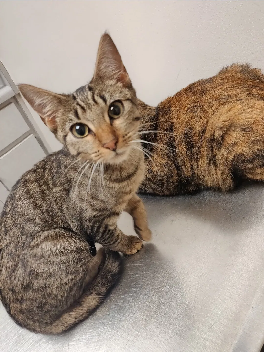 Lost cat in Acworth, GA, 30102