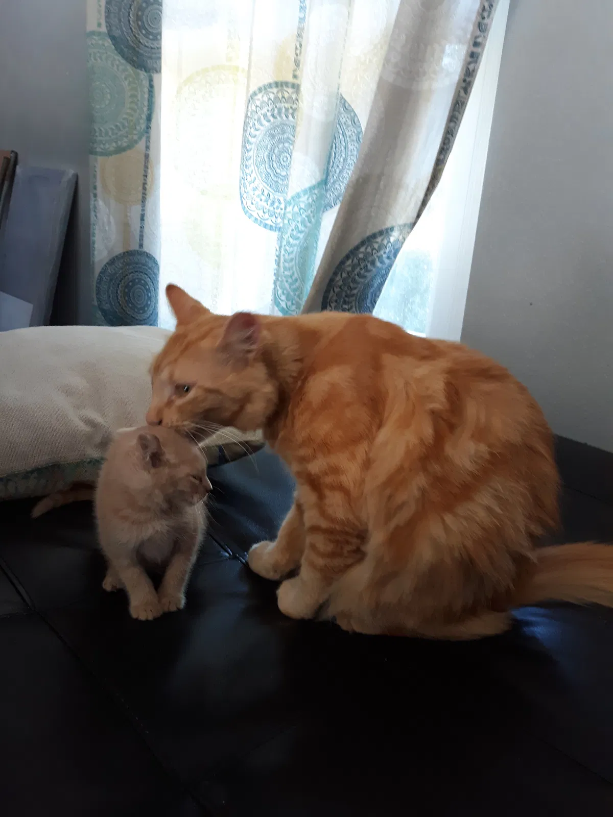 Lost cat in Pensacola, FL, 32526
