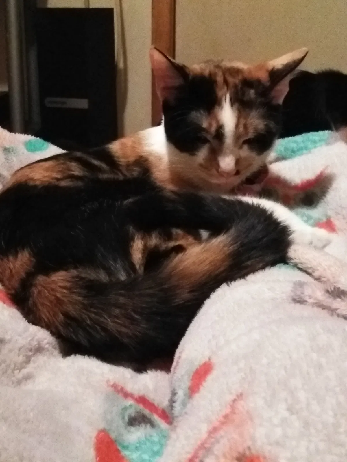 Lost cat in Wittmann, AZ, 85361
