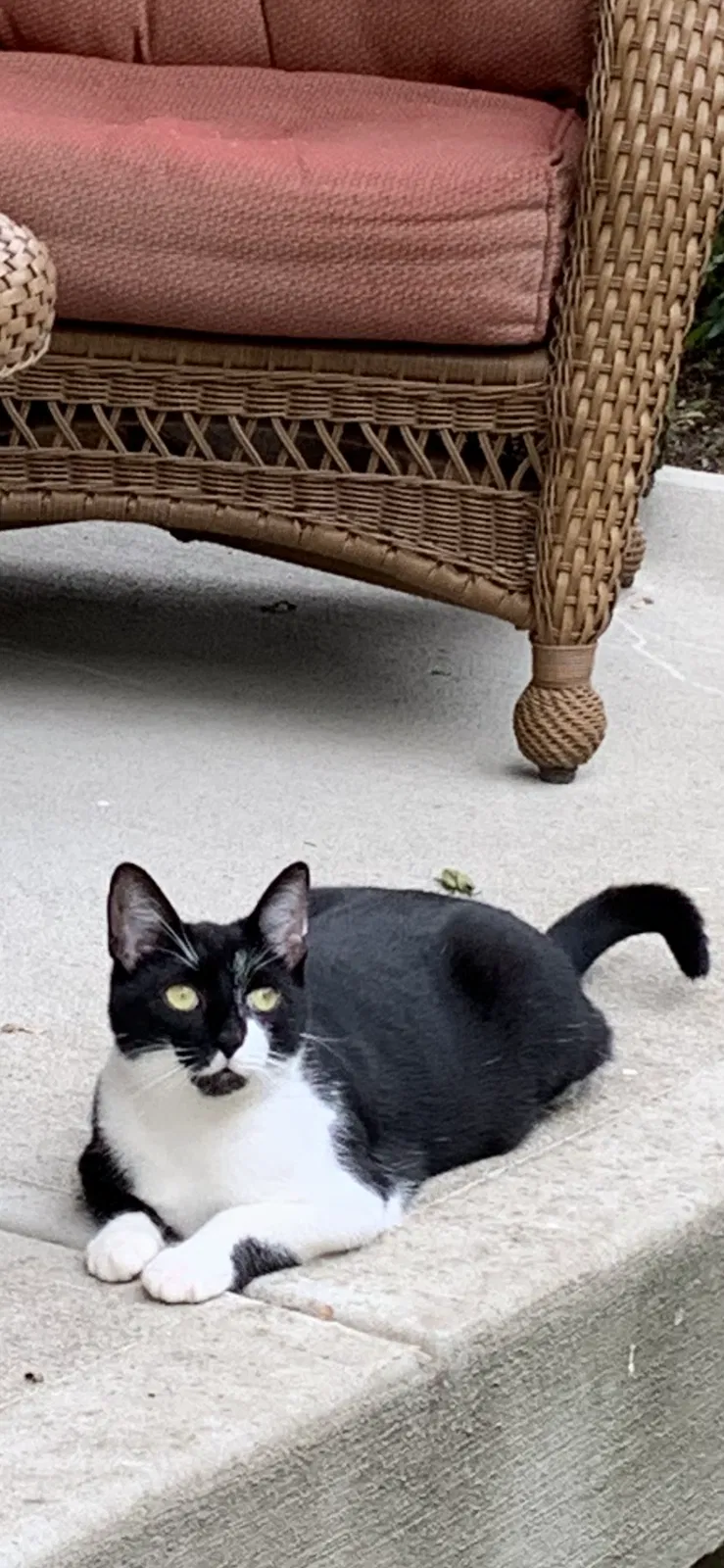 Lost cat in Dayton, OH, 45429