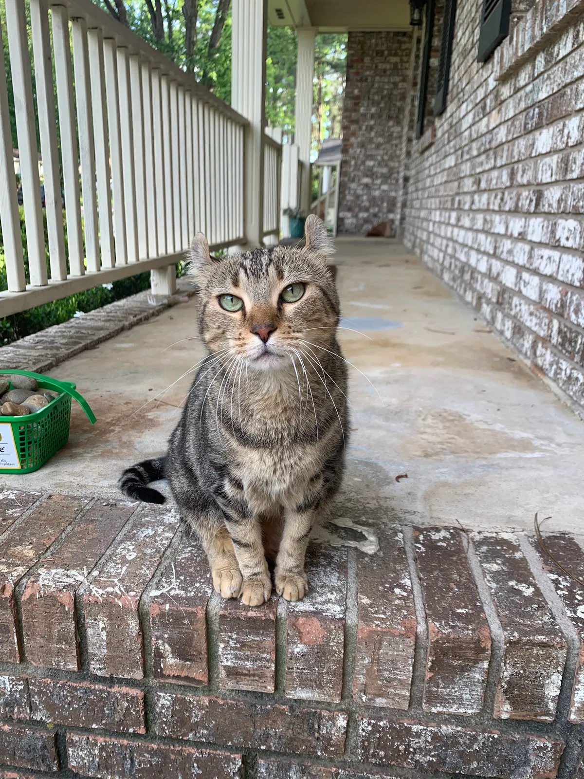 Lost cat in Columbia, SC, 29210