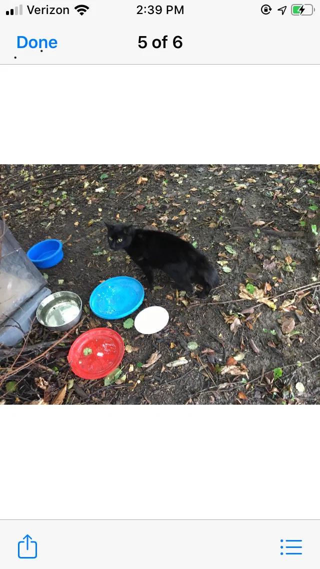 Found cat in Plymouth, MI, 48170