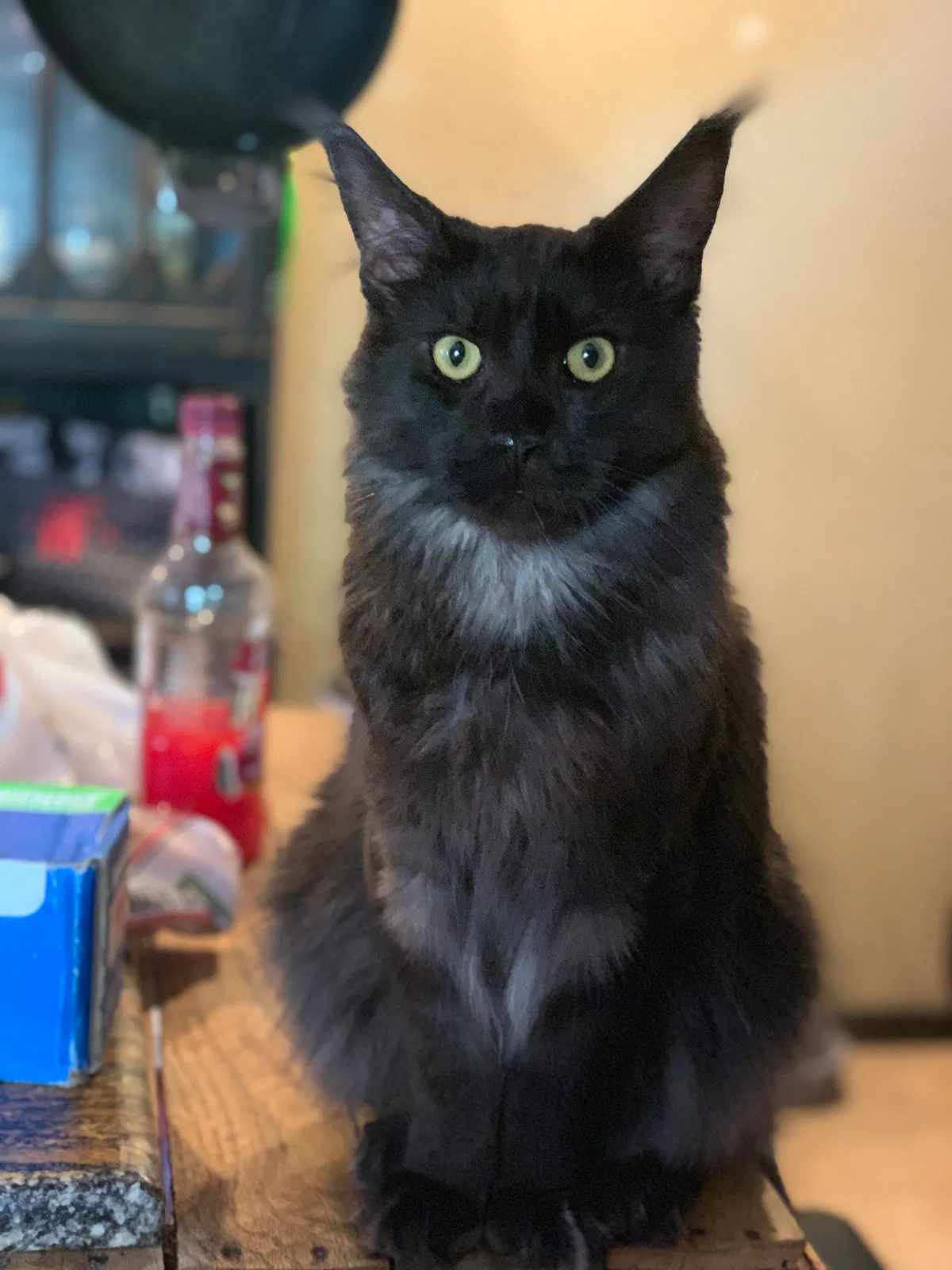 Lost cat in Yukon, OK, 73099