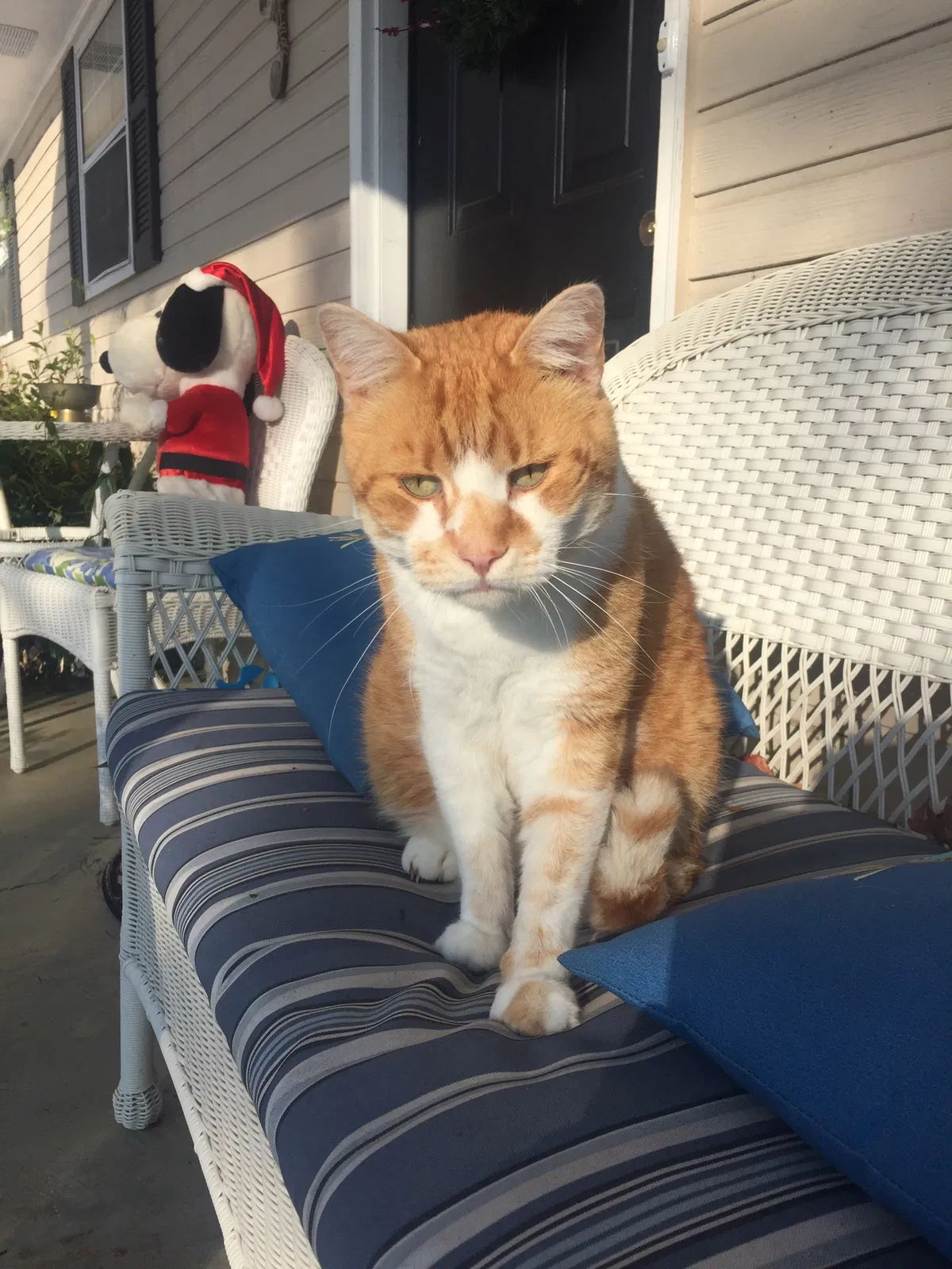 Lost cat in Chatsworth, GA, 30705