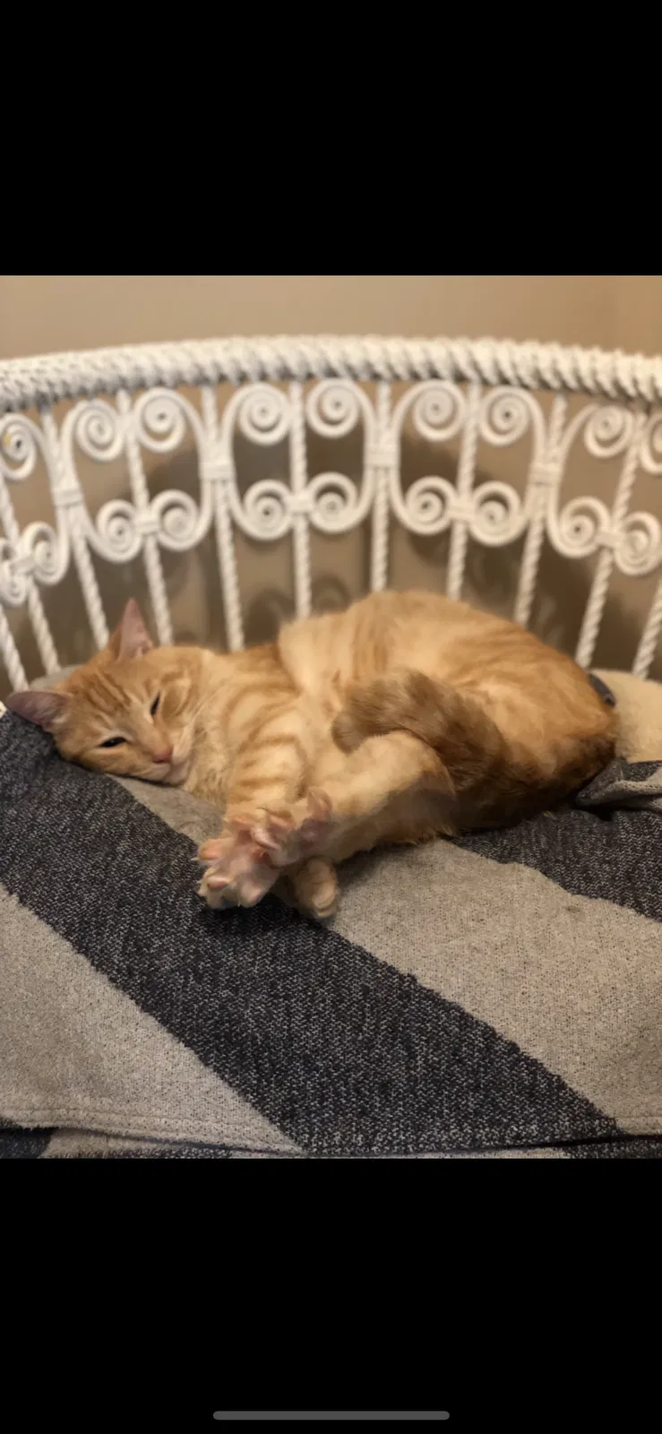 Lost cat in Indianapolis, IN, 46250