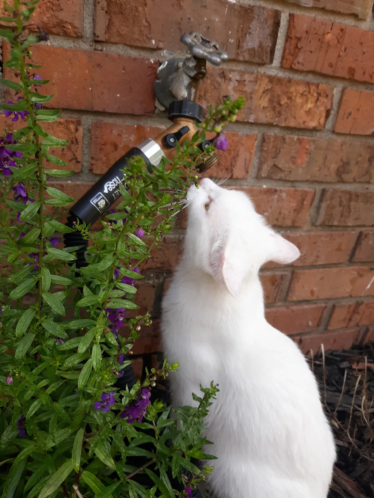 Lost cat in Pensacola, FL, 32526