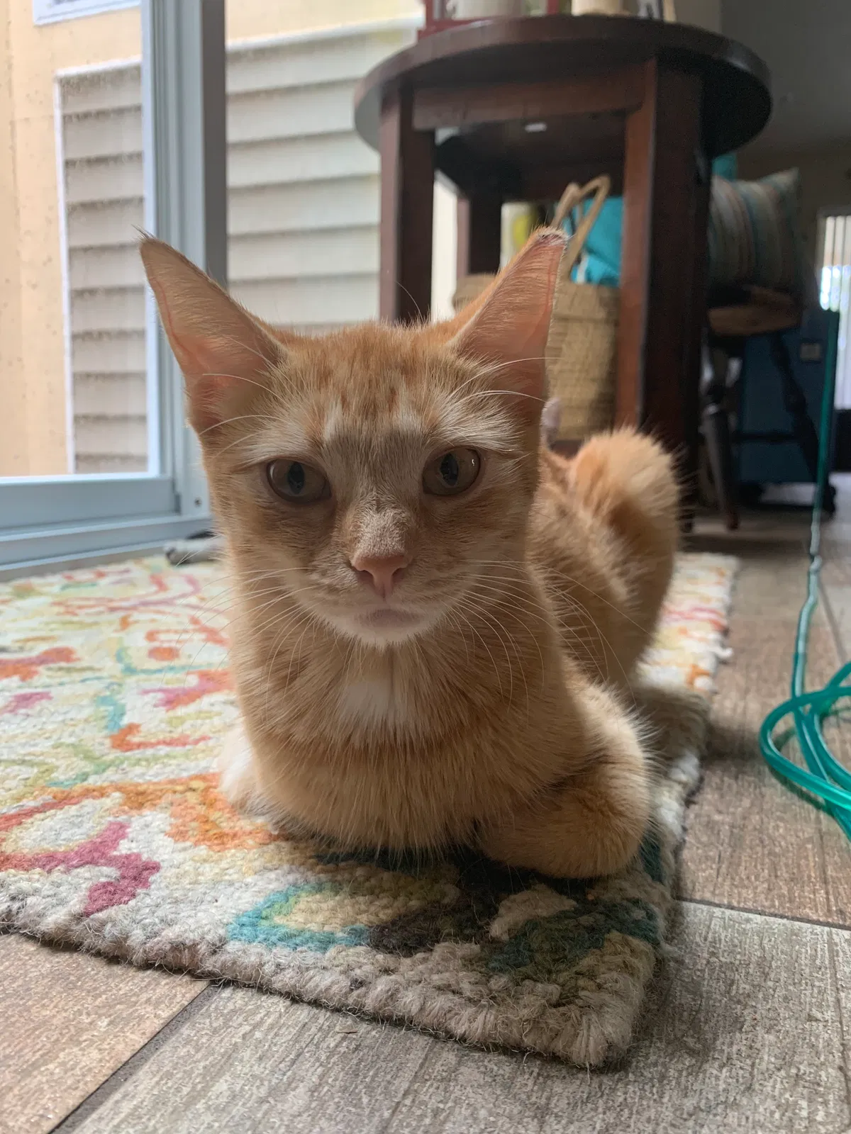 Lost cat in Longwood, FL, 32750