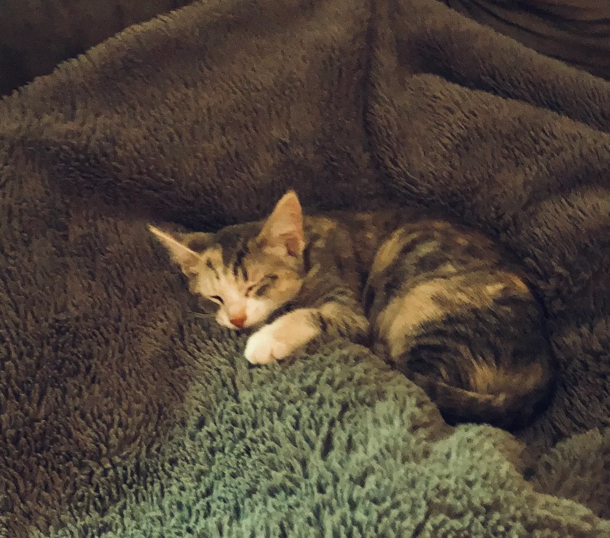 Lost cat in Knoxville, TN, 37919