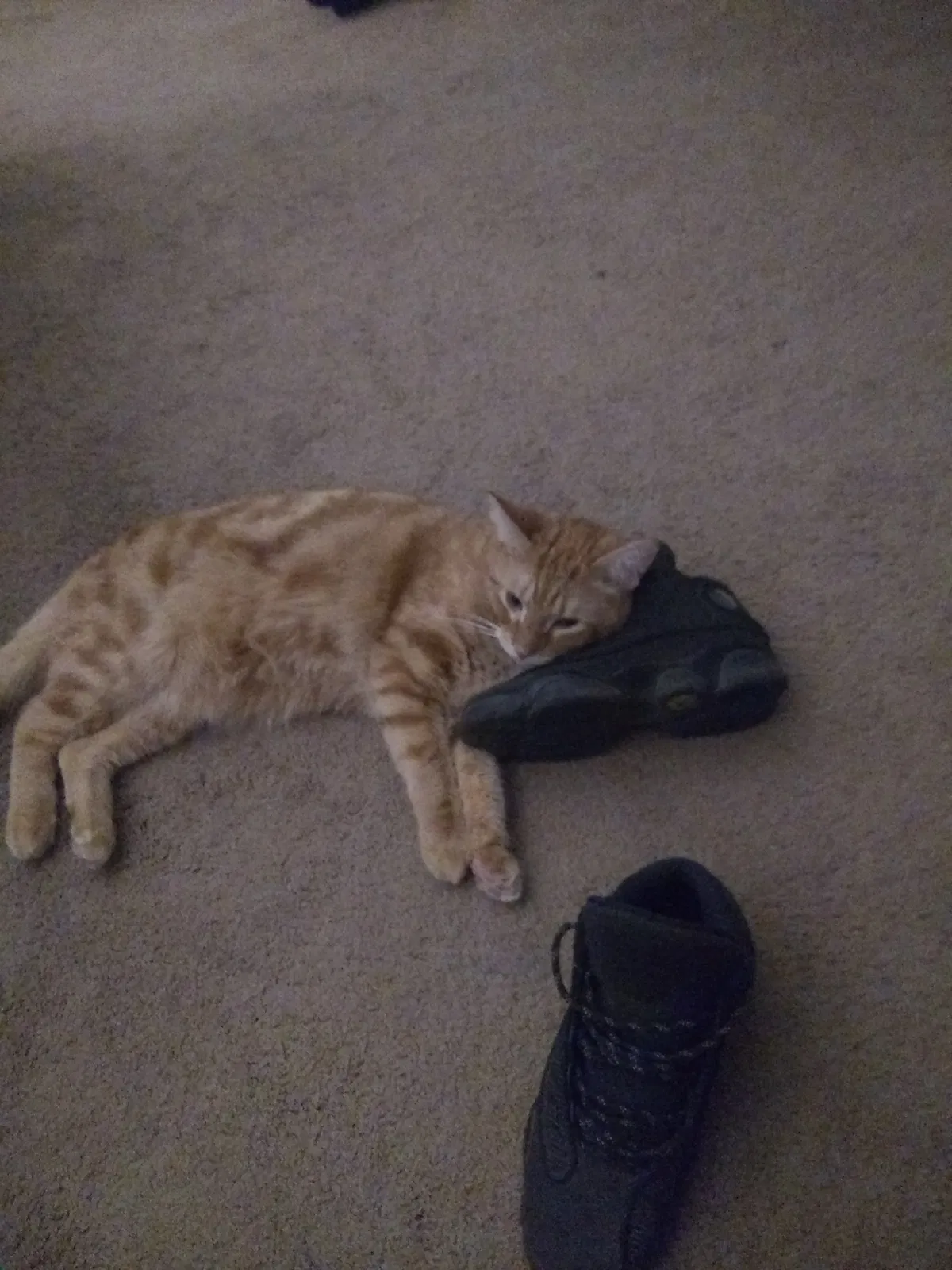 Lost cat in Pittsburgh, PA, 15223
