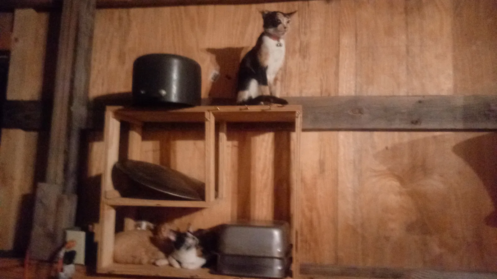 Lost cat in Seguin, TX, 78155