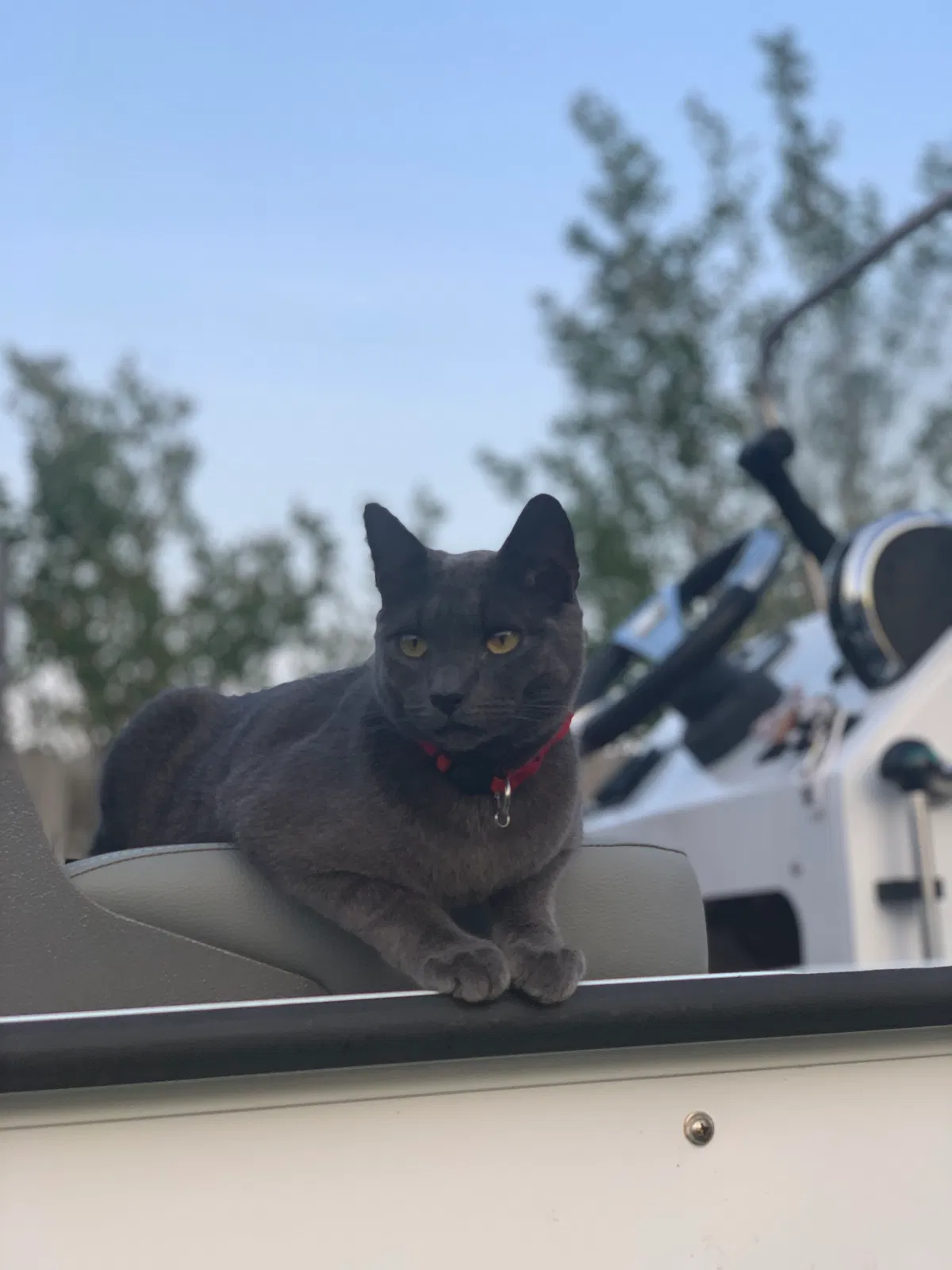 Lost cat in Wilmington, NC, 28411