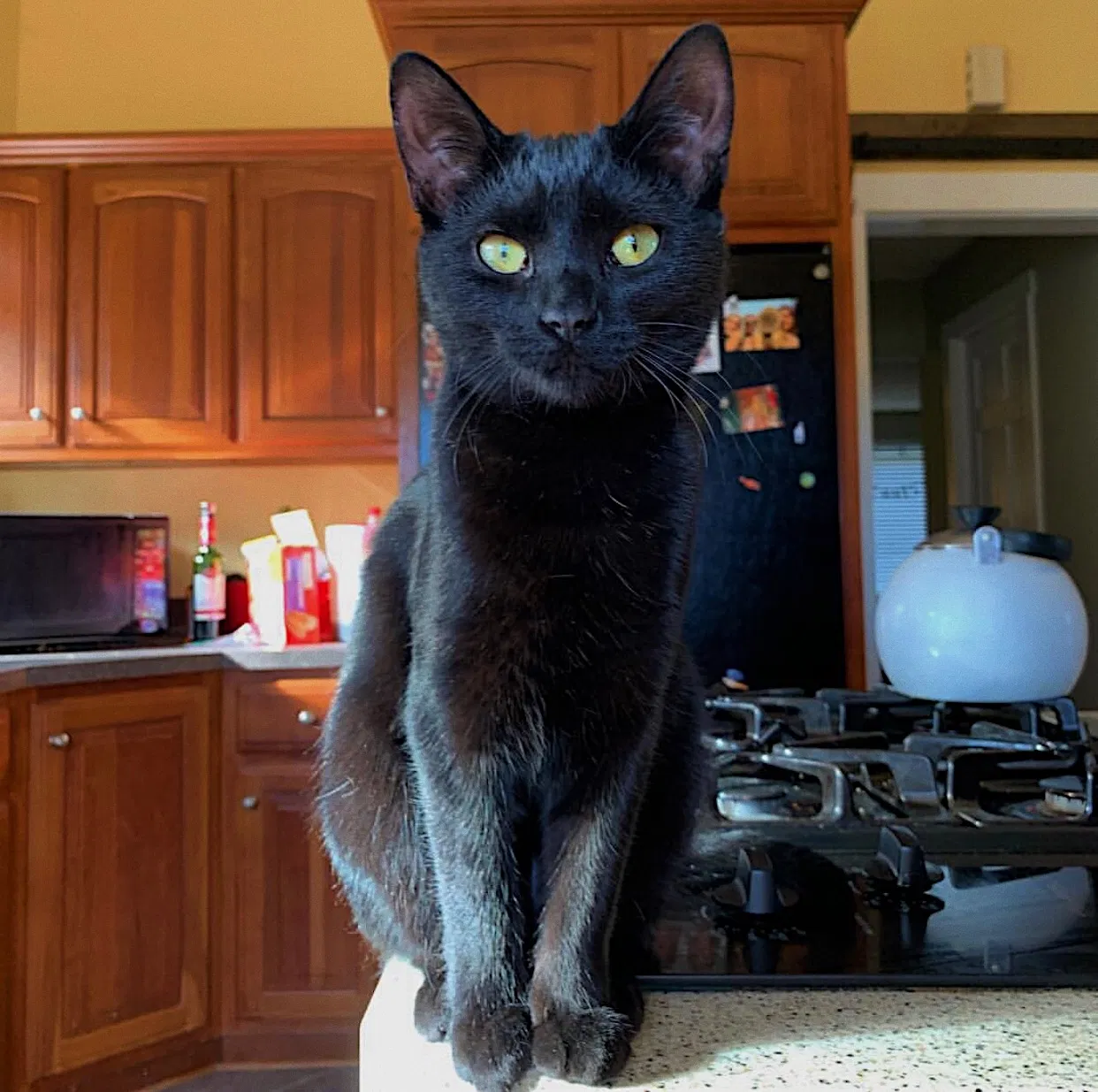 Lost cat in Westfield, IN, 46074