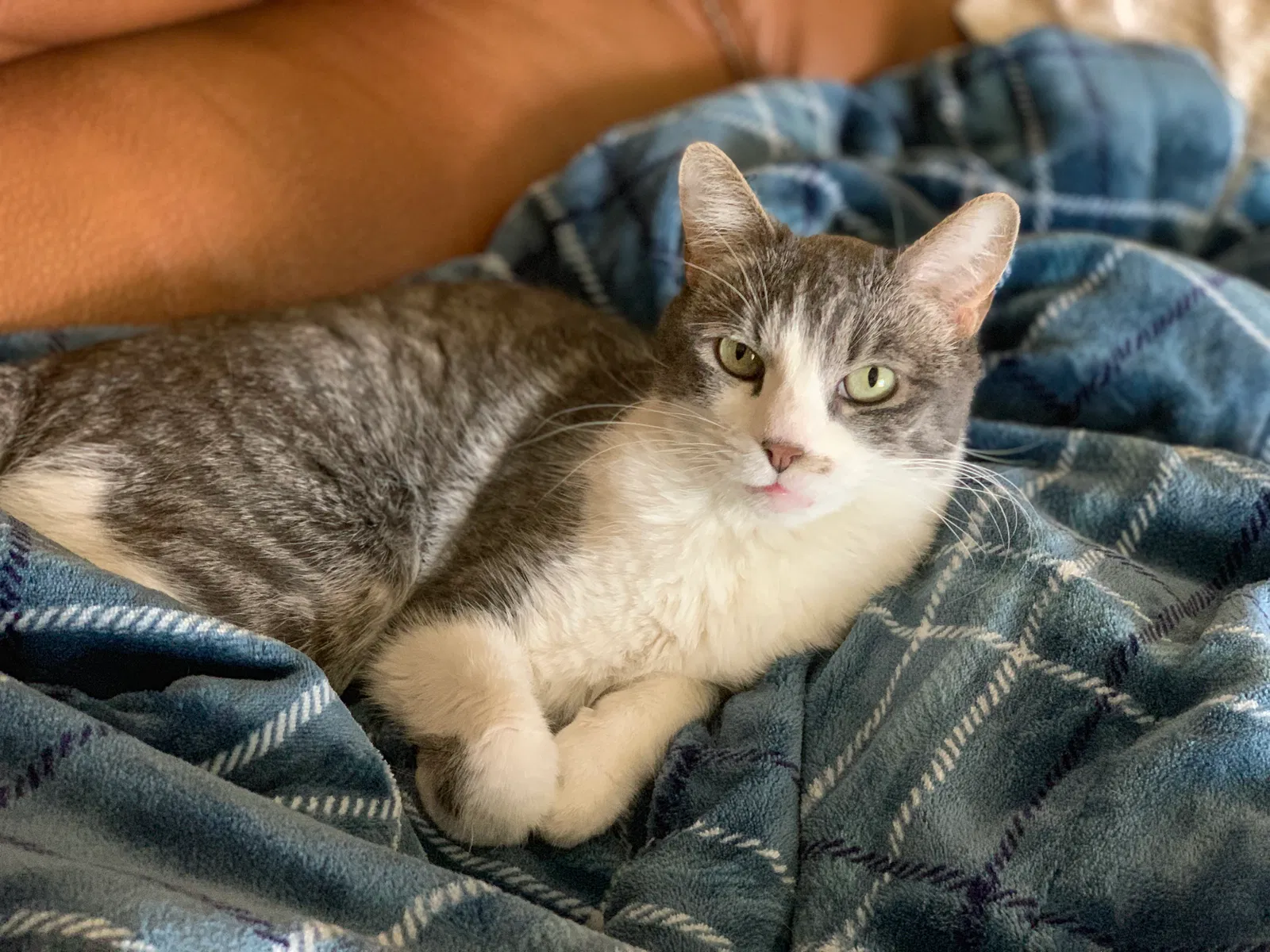 Lost cat in Tucson, AZ, 85747