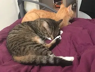 Lost cat in Rockwood, TN, 37854