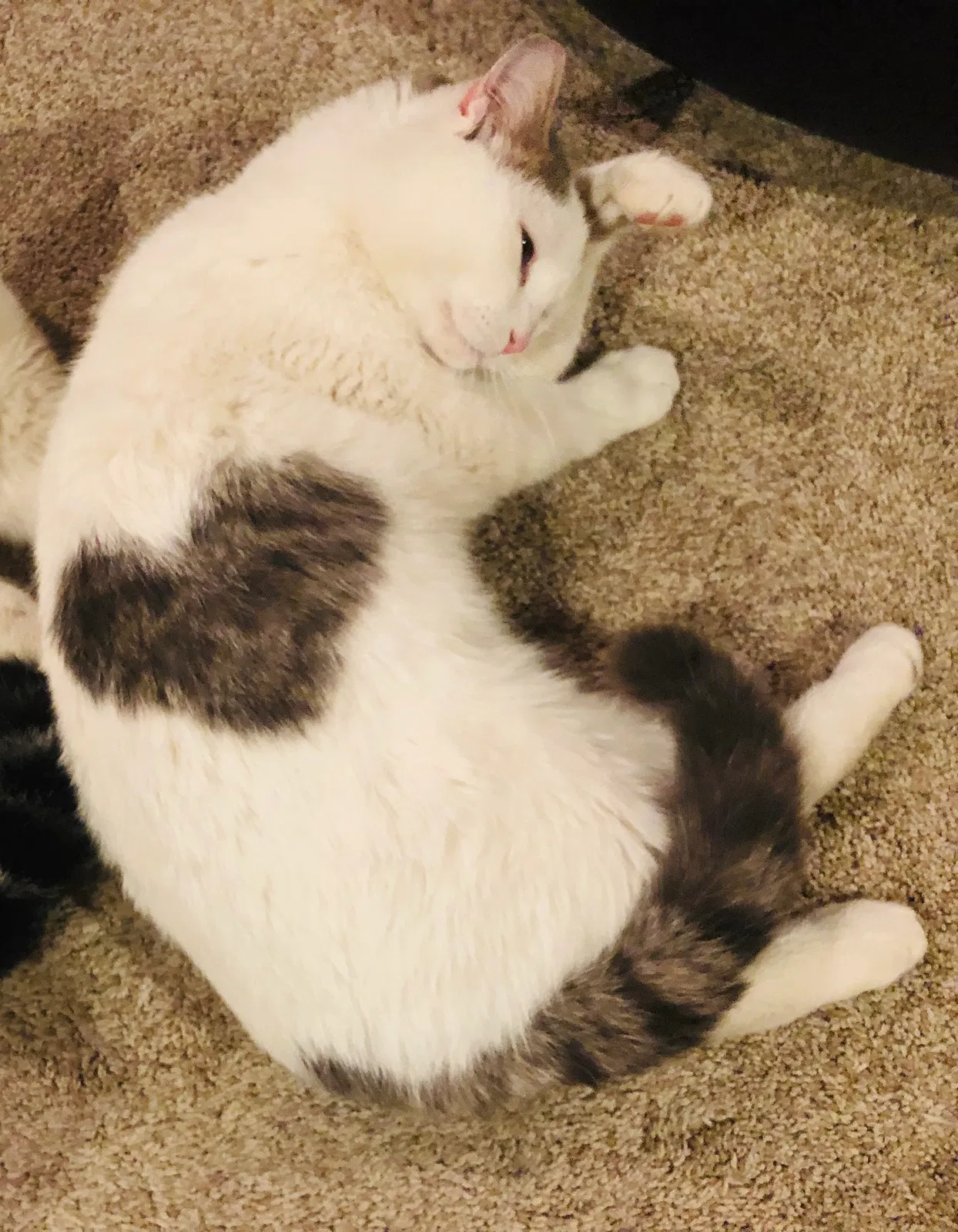 Lost cat in Andover, MN, 55304