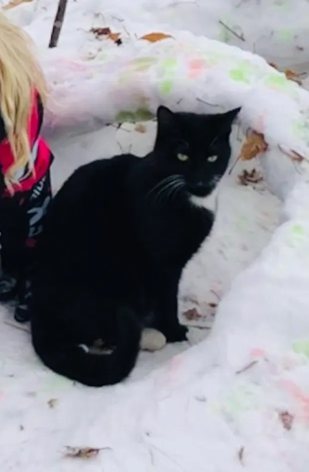 Lost cat in Andover, MN, 55304