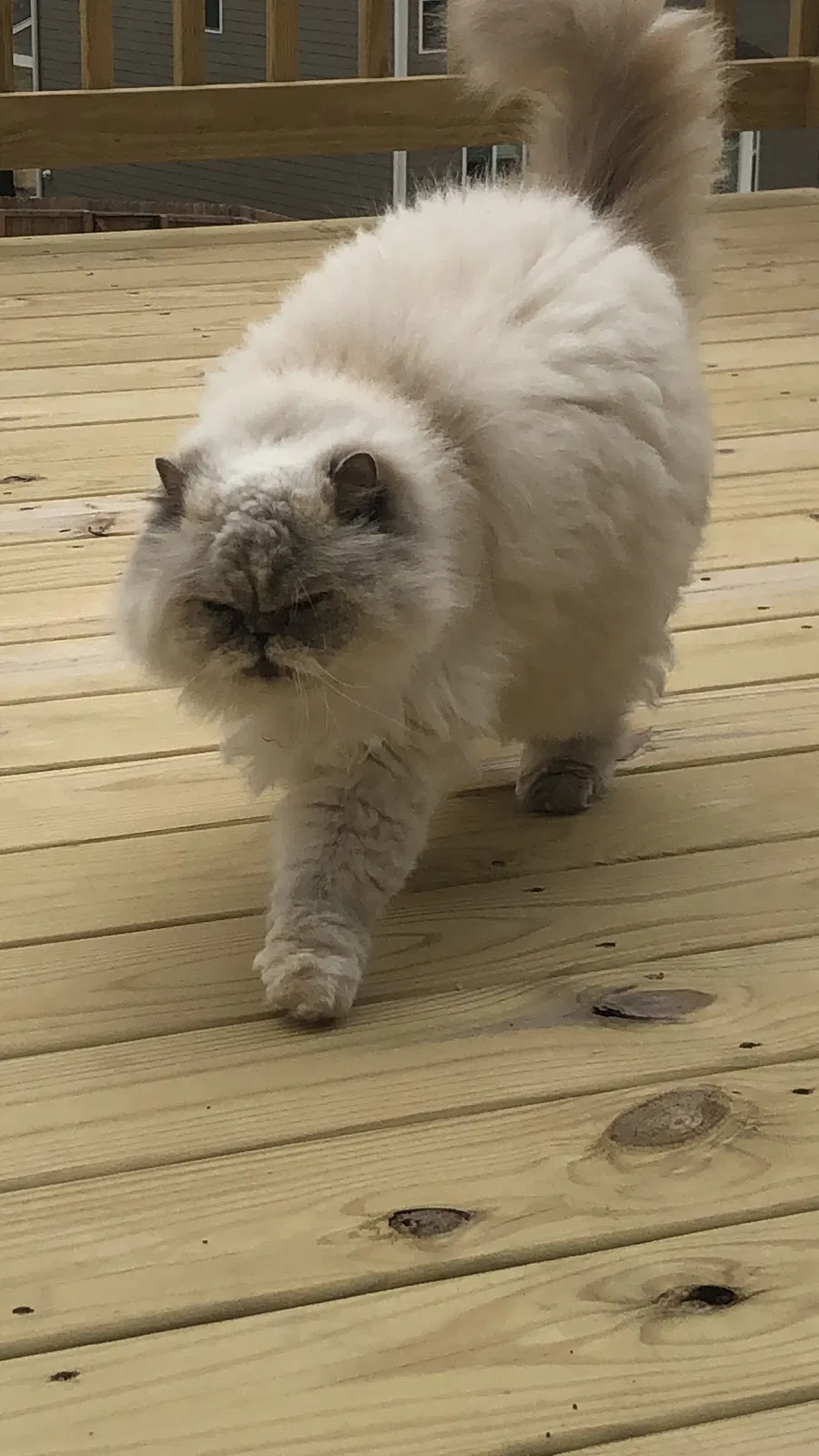 Lost cat in Buford, GA, 30518