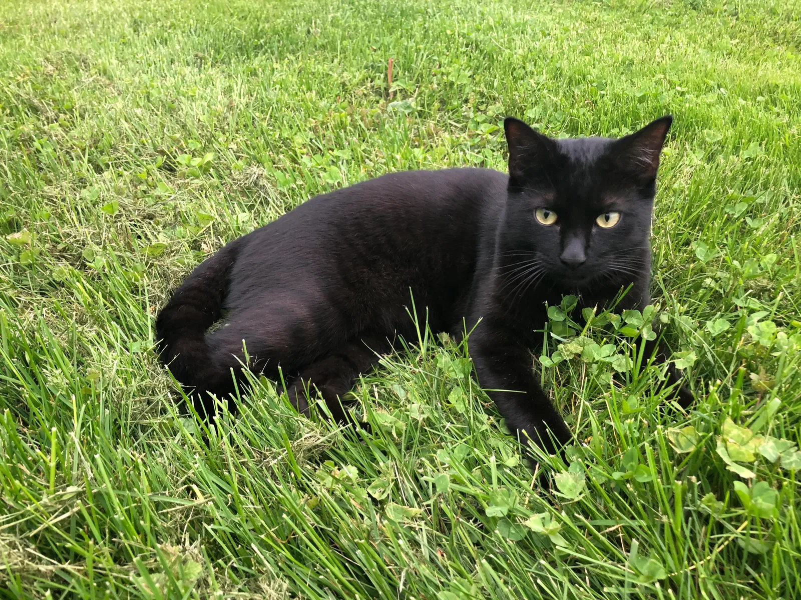 Lost cat in Hinckley, OH, 44233