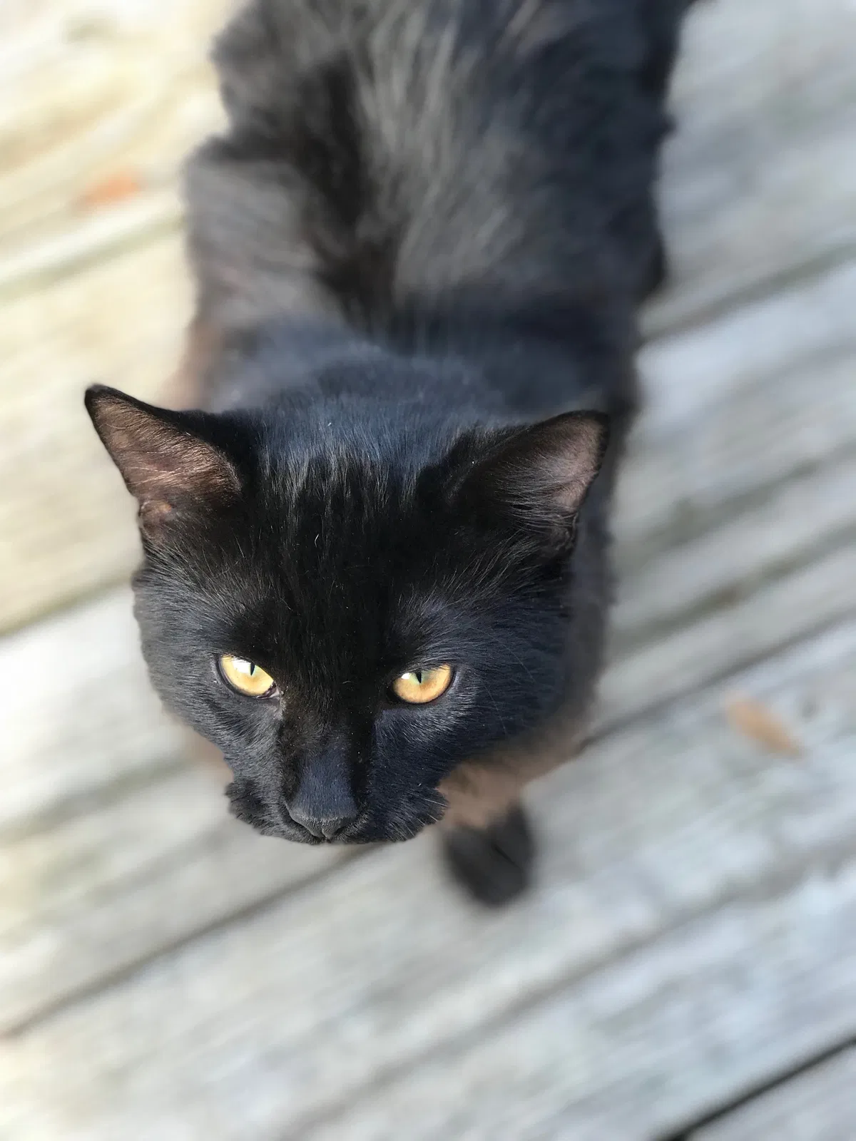 Lost cat in Northport, AL, 35473