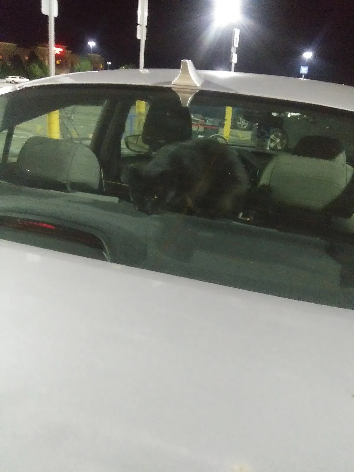 Lost cat in Pricedale, PA, 15072