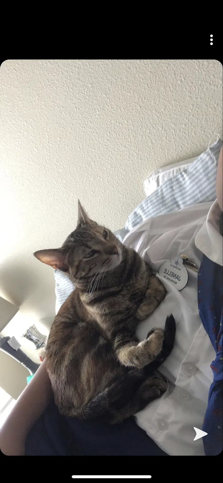 Lost cat in Winter Garden, FL, 34787