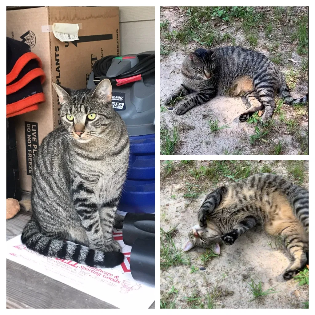 Lost cat in Foley, AL, 36535