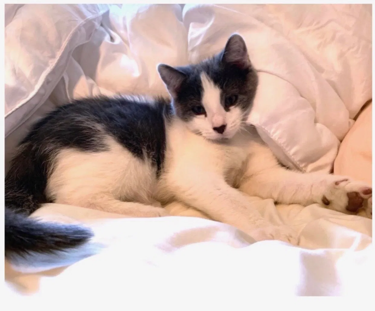 Lost cat in Osseo, MN, 55311