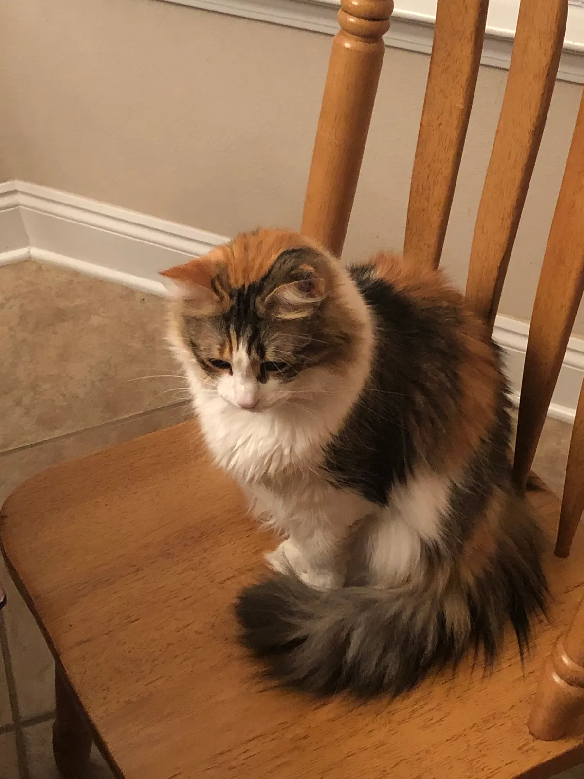 Lost cat in Gulf Breeze, FL, 32563
