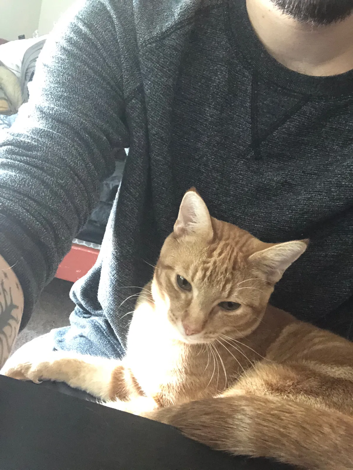 Lost cat in Round Rock, TX, 78664
