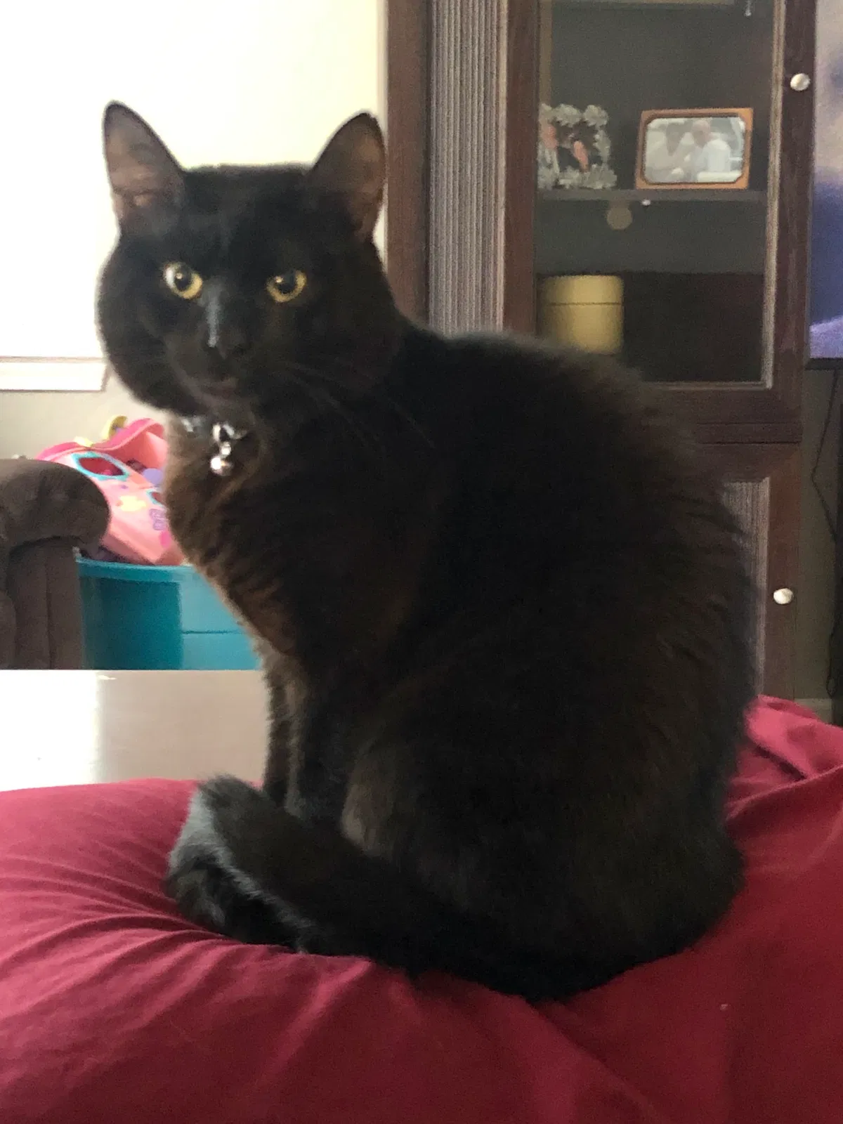 Lost cat in Absecon, NJ, 8205