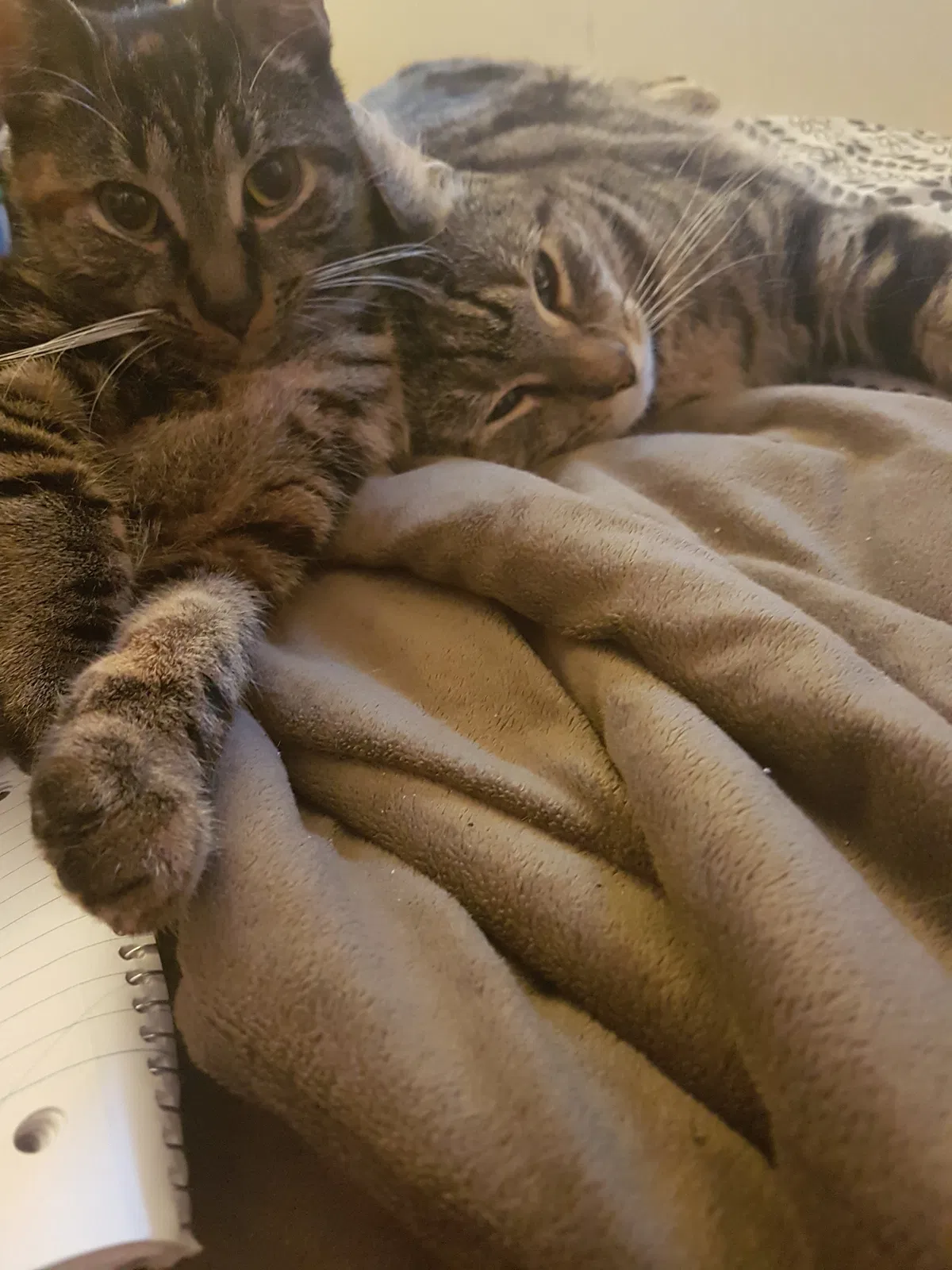 Lost cat in Pottstown, PA, 19464