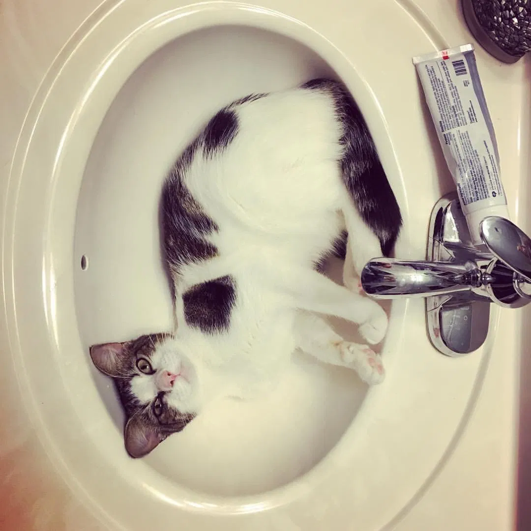 Lost cat in Toano, VA, 23168