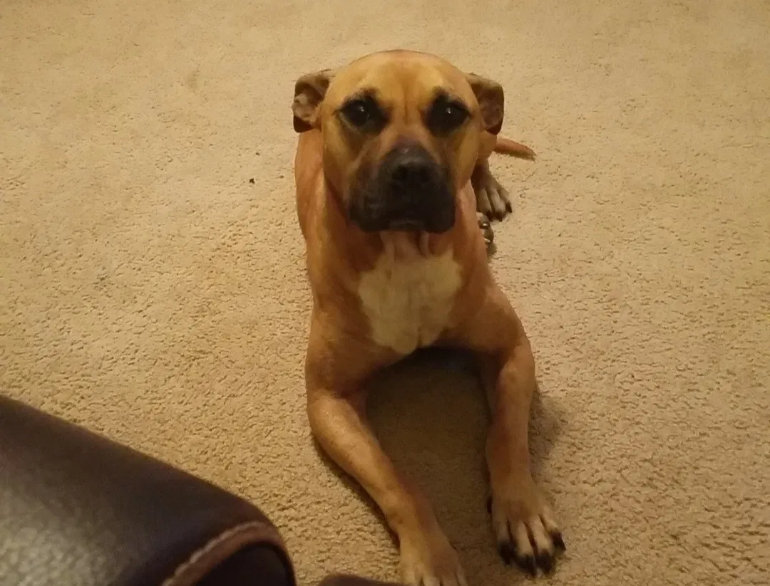 Lost dog in Mayflower, AR, 72106