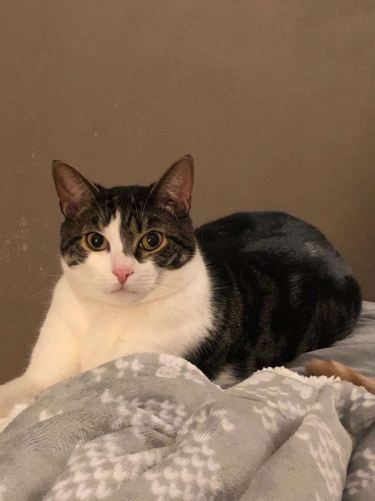 Lost cat in Philadelphia, PA, 19127