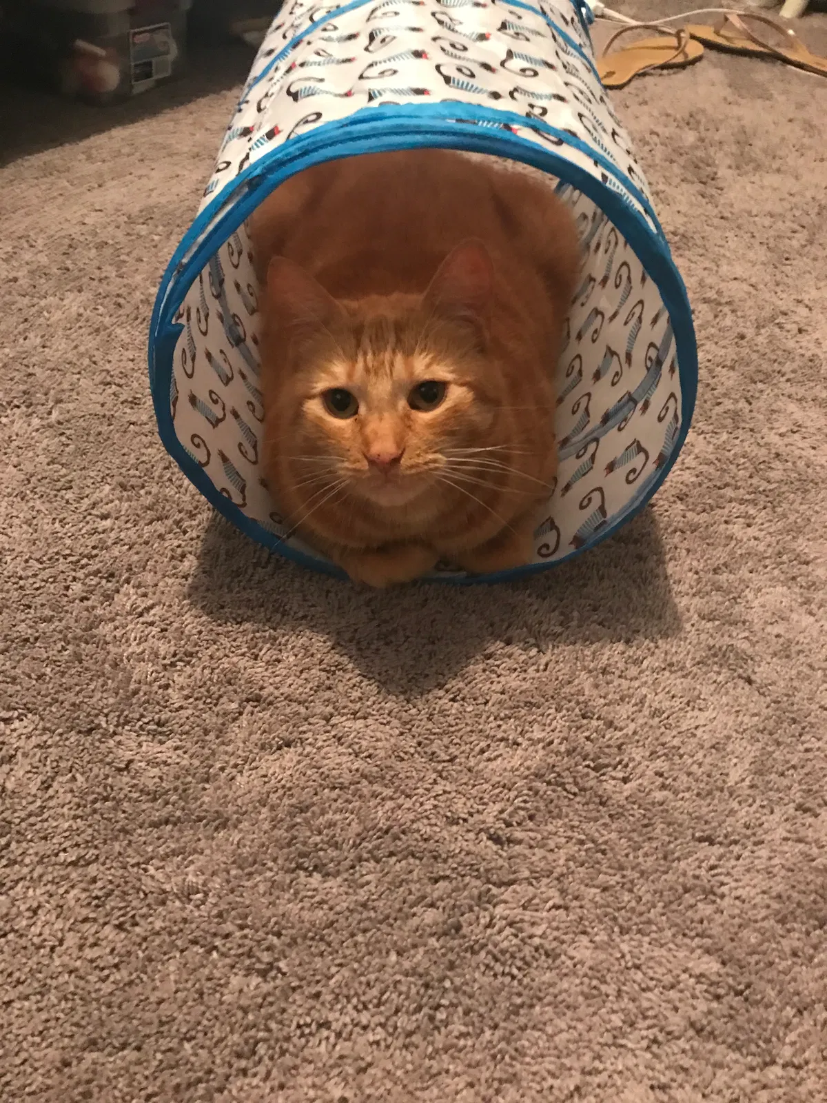 Lost cat in Mantua, NJ, 8051