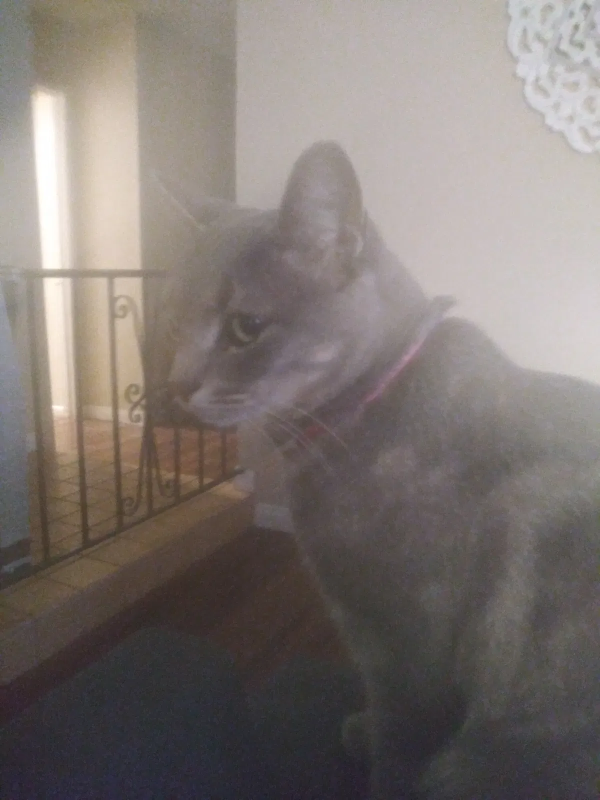 Lost cat in Glendora, CA, 91741