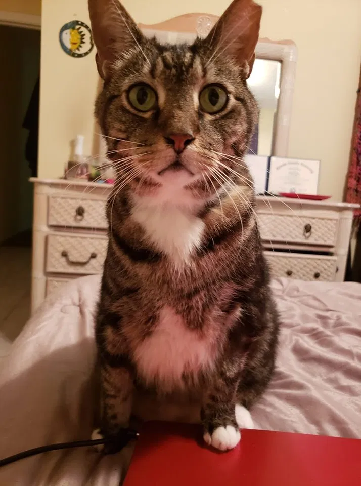 Lost cat in Deerfield Beach, FL, 33441